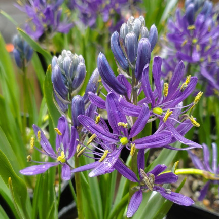 Kamasja, Camassia esculenta „Quamash“, Blumenzwiebeln, Größe 5/6, 50 Stück.