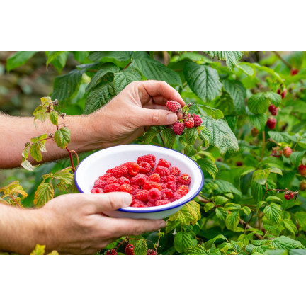 Sumin-Dünger für Erdbeeren, Walderdbeeren, Himbeeren und Brombeeren, optimale Zusammensetzung, 1 kg