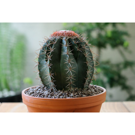 BIO10 ERDE FÜR KAKTEEN UND SUKKULENTEN ALOE VERA DURCHLÄSSIG 5L