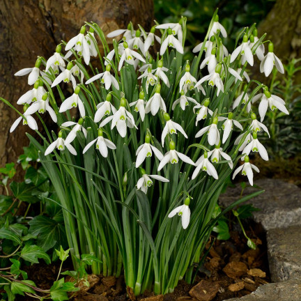 Galanthus „Elwesii“ (Schneeglöckchen), Blumenzwiebeln, Größe 4/5, 50 Stück.