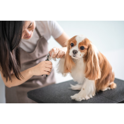 XA153 HUNDEKRALLENSCHERE KATZENKRALLEN TIERKRALLEN