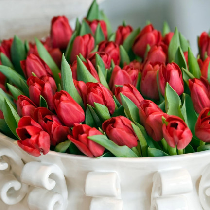 CEB12 TULIPAN BLOOMS CEB12 TULIPAN BLOOMS CEB12 TULIPAN BLOOMS CEB12 TULIPAN BLOOMS CEB12 TULIPAN BLOOMS CEB12 TULIPAN BLOOMS rot 