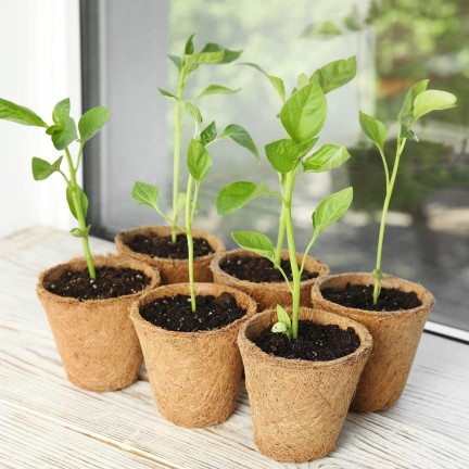 201277 BIODEGRAD PLANT PACKS 6 cm 60 Stk.