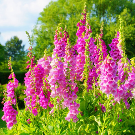 R2184 Digitalis purpurea MIX zweijährig gefleckt Digitalis purpurea