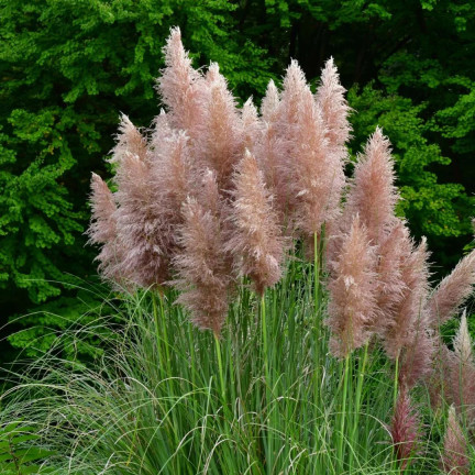 Rosa Pampasgras, Cortaderia selloana, Grassamen