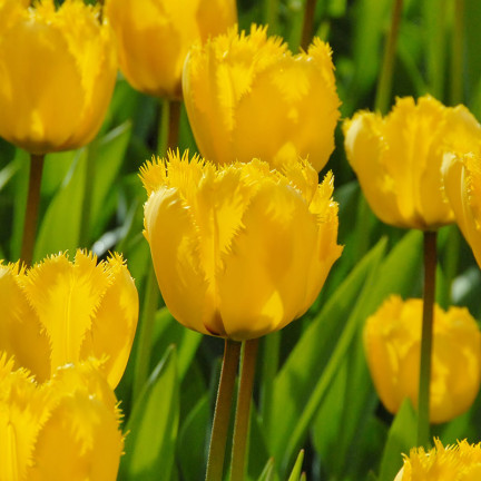 CEB3 TULIP CRYSTAL STAR BLUMENZWIEBEL 50 STÜCK.