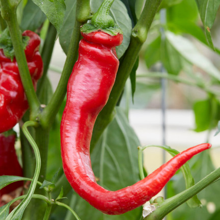 W1137 DE CAYENNE HOT CHILLI PFEFFERSAMEN WÜRZIG 0,5G