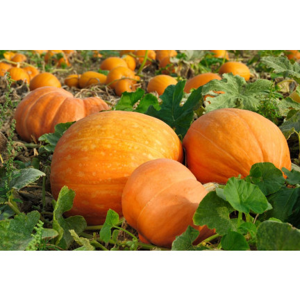 W1038 GOLIAS KÜRBIS CUCURBITA MAXIMA SAMEN KÜRBISFRUCHT BIS ZU 30KG 4G
