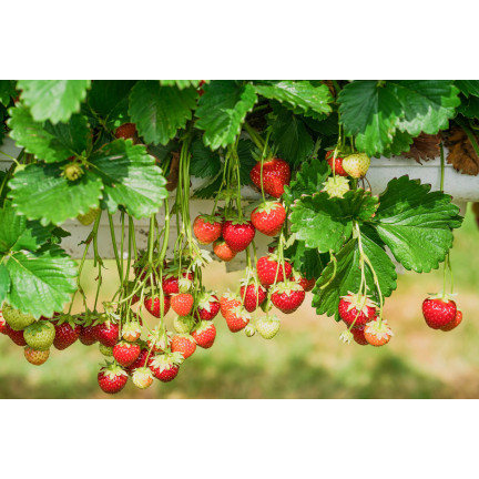 Sumin-Dünger für Erdbeeren, Walderdbeeren, Himbeeren und Brombeeren, optimale Zusammensetzung, 1 kg