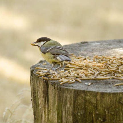 Getrocknete Mehlwurmlarven für Vögel, proteinreiches Futter, 125 g