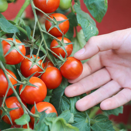 W5222 KIRSCHTOMATEN BAJAJA 0.3G TOMATENSAMEN KIRSCHTOMATEN FÜR DEN BALKON