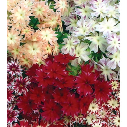 R2100 Sternblüten Samenmischung für Blumenbeete Garten Sommerblüher