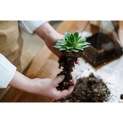 BIO10 ERDE FÜR KAKTEEN UND SUKKULENTEN ALOE VERA DURCHLÄSSIG 5L