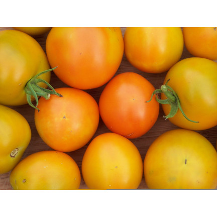 W1265 GEMAHLENE TOMATE TALL YELLOWSTONE SAMEN TOMATE SAFTIG GROSS 0.3G