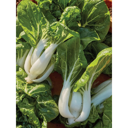 W3779 CHINESISCHER PAK CHOI KOHL 1G CHINESISCHE KOHLSAMEN TORAF