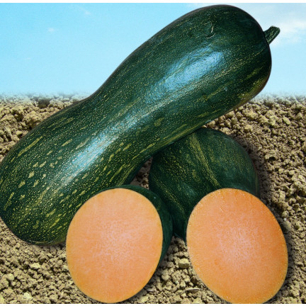 W1245 BUTTERNUSSKÜRBIS CUCURBITA MOSCHATA FEINES AROMA KÜRBISKERNE 5G