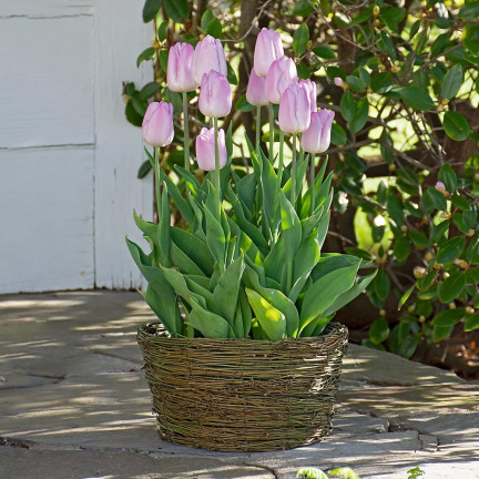 Tulpe „Candy Prince“, Tulpenzwiebeln, Blumenzwiebeln, Größe 9/10, 50 Stück