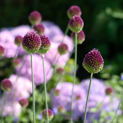 Kopfknoblauch (Allium sphaerocephalon), Blumenzwiebeln, Größe 4/5, 50 Stück.