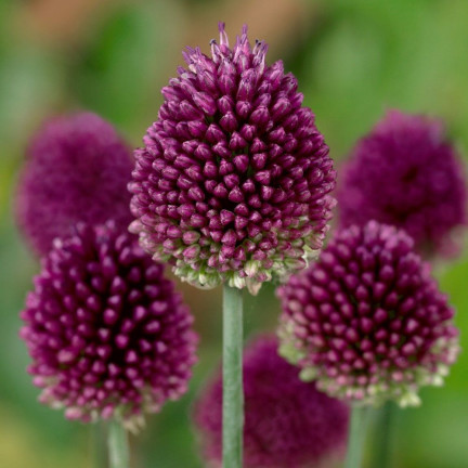 Kopfknoblauch (Allium sphaerocephalon), Blumenzwiebeln, Größe 4/5, 50 Stück.
