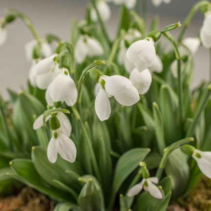 Galanthus „Elwesii“ (Schneeglöckchen), Blumenzwiebeln, Größe 4/5, 50 Stück.
