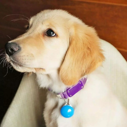 XA126 ORTUNGSGERÄT LED LICHT FÜR HUNDE HALSBAND GESCHIRR HÄNGELEUCHTE
