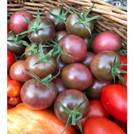 W9558 SCHWARZE KIRSCHTOMATEN HOCHGEMAHLEN 0,3G SAMEN TOMATEN
