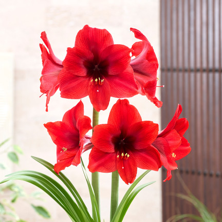 Hippeastrum „Zwartnica Red Lion“, Amaryllis, Größe 24/26, leuchtendes Rot, 1 Stück