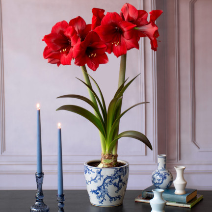 Hippeastrum „Zwartnica Red Lion“, Amaryllis, Größe 24/26, leuchtendes Rot, 1 Stück