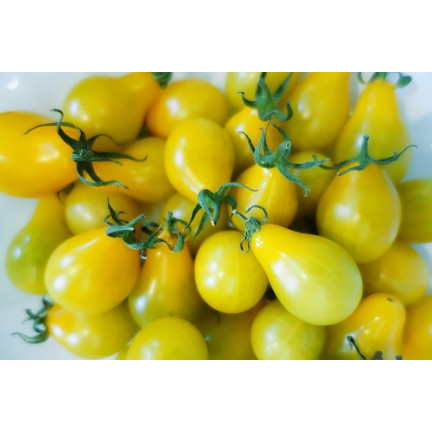 W2993 GEMAHLENE KIRSCHTOMATE HOCH PERUN 0,5G SAMEN PRODUKTIV