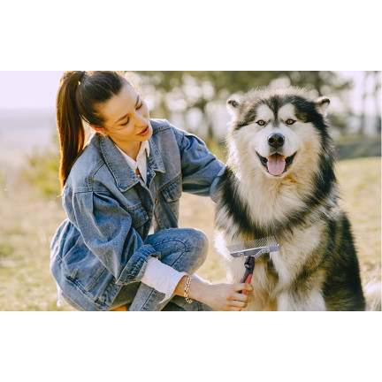 TG64363 BÜRSTE HUND HAAR KAMM KAMM GROSS