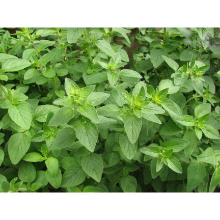 Z3026 OREGANO OREGANO KRÄUTERSAMEN AROMATISCHES KRAUT FÜR JEDE KÜCHE 0.5G