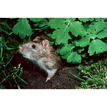 Giftpaste, Gift gegen Mäuse und Ratten, 25 ppm, 120 g, Sumin