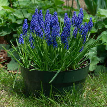 Muscari armeniacum (Armenischer Blauer Glanz), Blumenzwiebeln des Armenischen Blauen Glanzes, Größe 6/7, 50 Stück. 
