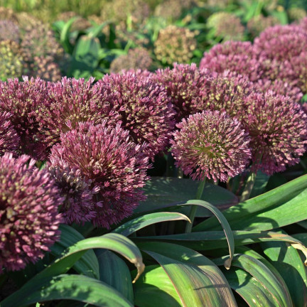 Allium-Blumenzwiebeln, Knoblauch „Red Giant“, Größe 10/12, 10 Stück