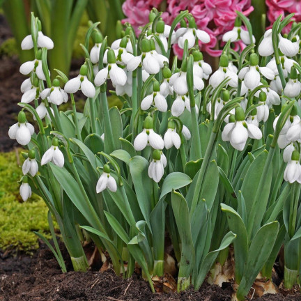 Galanthus „Elwesii“ (Schneeglöckchen), Blumenzwiebeln, Größe 4/5, 50 Stück.