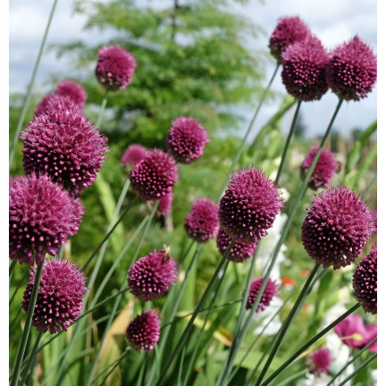Kopfknoblauch (Allium sphaerocephalon), Blumenzwiebeln, Größe 4/5, 50 Stück.