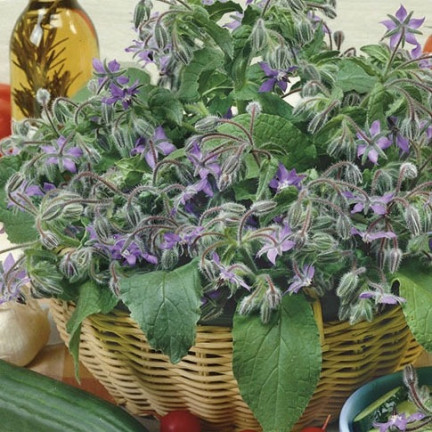 Z3025 BORAGE EINJÄHRIGE GURKE GESCHMACK VIT C MANGAN BORAGO OFFICINALIS 2G