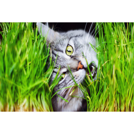 Katzengras, Grassamenmischung, Kici Mix, Toraf 30 g