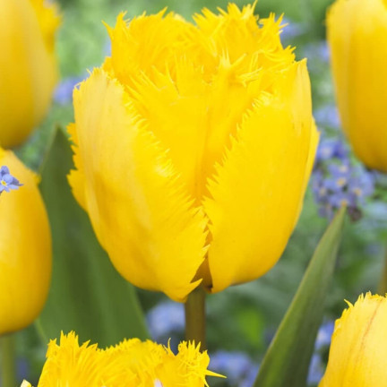 CEB3 TULIP CRYSTAL STAR BLUMENZWIEBEL 50 STÜCK.