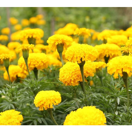 Großblütige Tagetes „Moonlight“, Tagetes-Samen, essbare Blüten, 1 g
