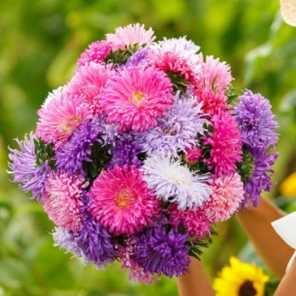 R0425 NADEL ASTER HOCH MIX FARBE 1 GR SAMEN SCHNITTBLUMEN UND BLUMENBEETE