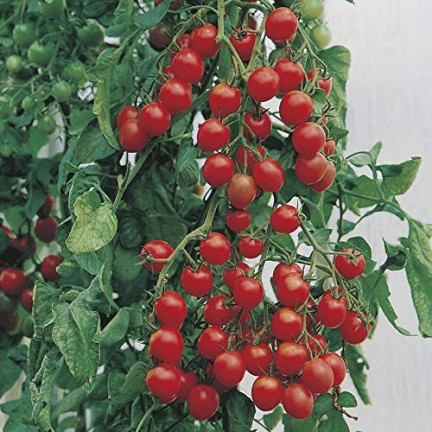 W1169 KIRSCHTOMATE GARTENPERLE SAMEN KIRSCHTOMATE 0,3G