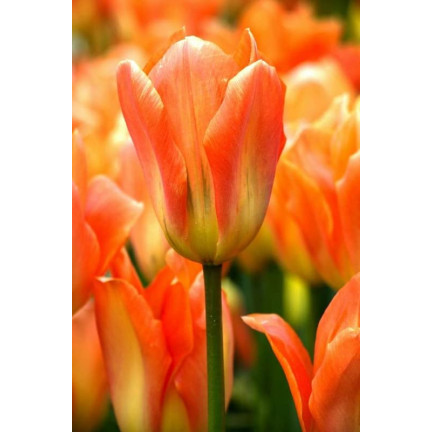 CEB13 TULPENZWIEBEL ORANGE BLUMENZWIEBEL 