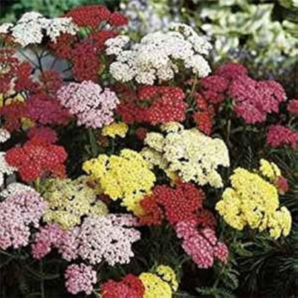 R2140 SCHAFGARBE SAMENMISCHUNG BEETBEPFLANZUNG MEHRJÄHRIG FÜR SCHNITTBLUMEN