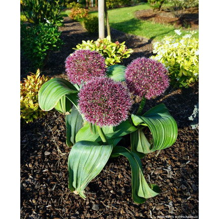 Allium-Blumenzwiebeln, Knoblauch „Red Giant“, Größe 10/12, 10 Stück