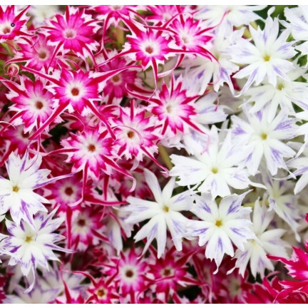 R2100 Sternblüten Samenmischung für Blumenbeete Garten Sommerblüher