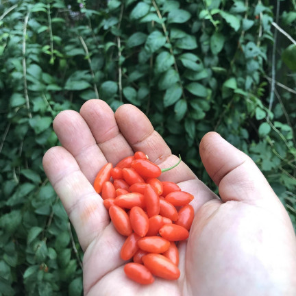 R2123 GOJI BERRIES frosthart scharlachrot gesunde Früchte dornig