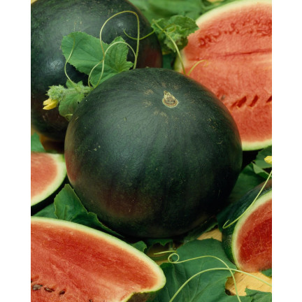 W1001 WASSERMELONE SAMEN ZUCKER BABY CAVON SÜSS SAFTIGES FRUCHTFLEISCH FÜR DEN ANBAU 1G