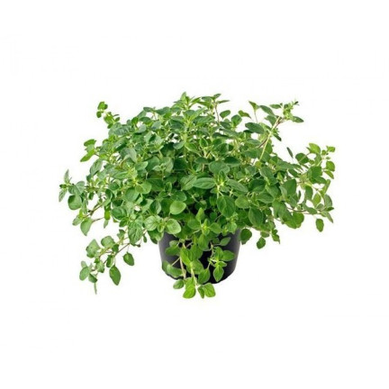 Z3026 OREGANO OREGANO KRÄUTERSAMEN AROMATISCHES KRAUT FÜR JEDE KÜCHE 0.5G