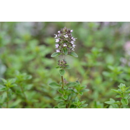 Z3035 THYMIAN ECHTES KRAUT SAMEN GEWÜRZT AROMATISCH 0,3G